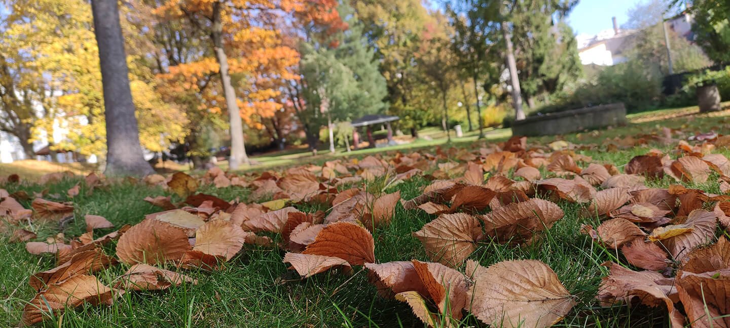 Park listí