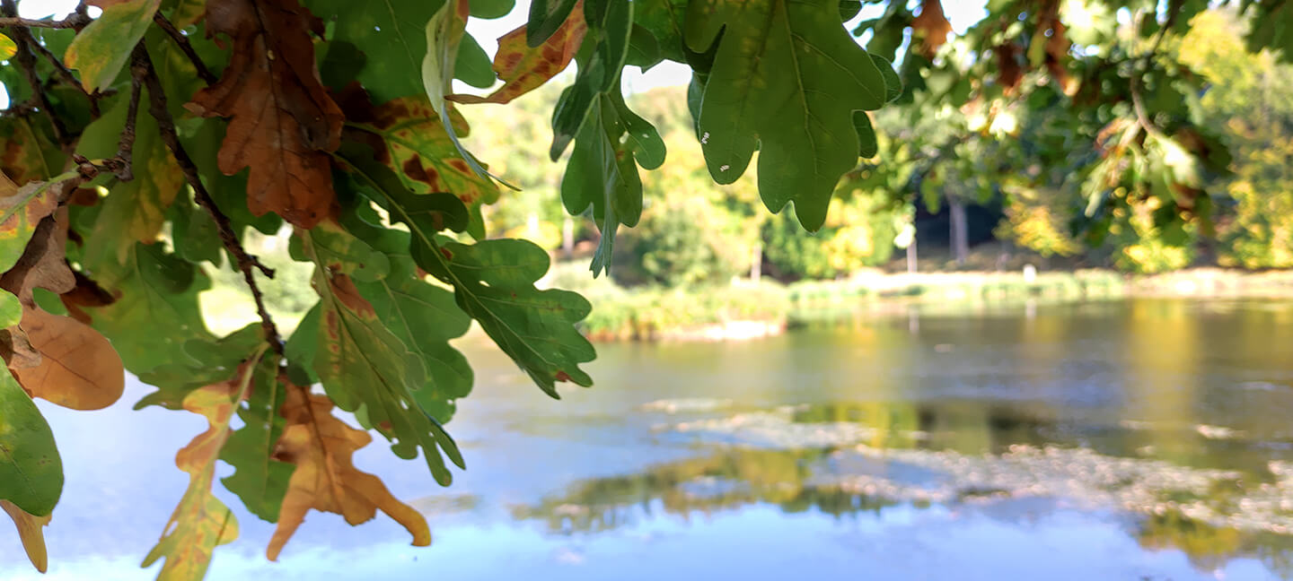 Listí před rybníkem
