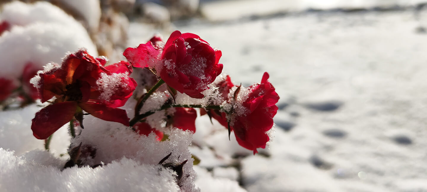 Květiny pokryté sněhem