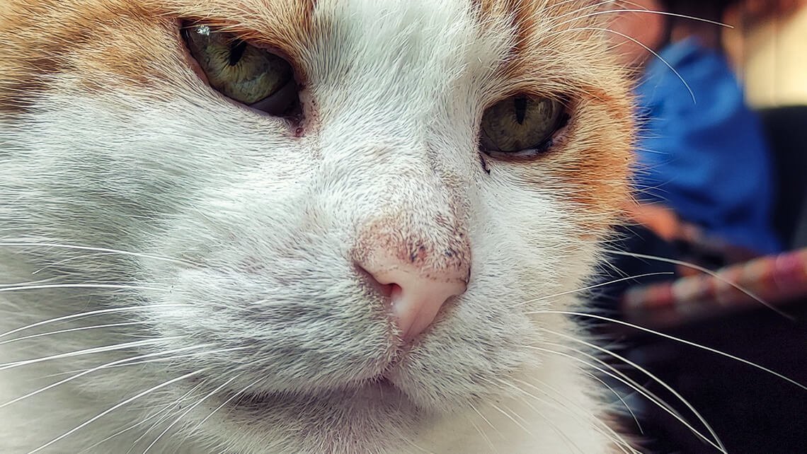 Jak jsem jel s kocourem na veterinu