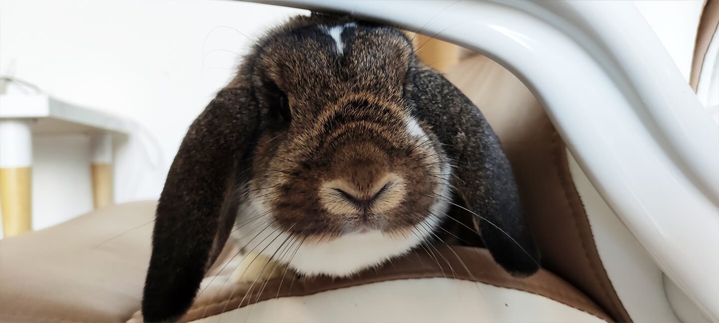 Králík