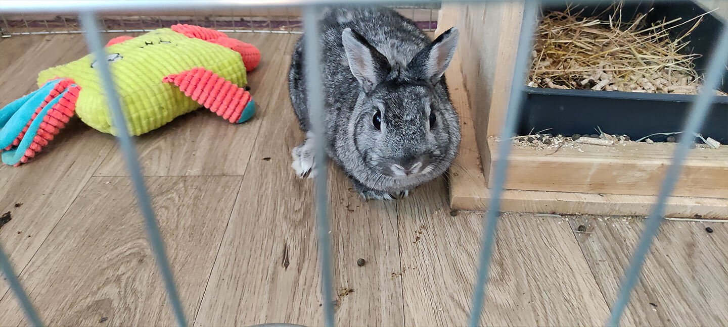 Králík