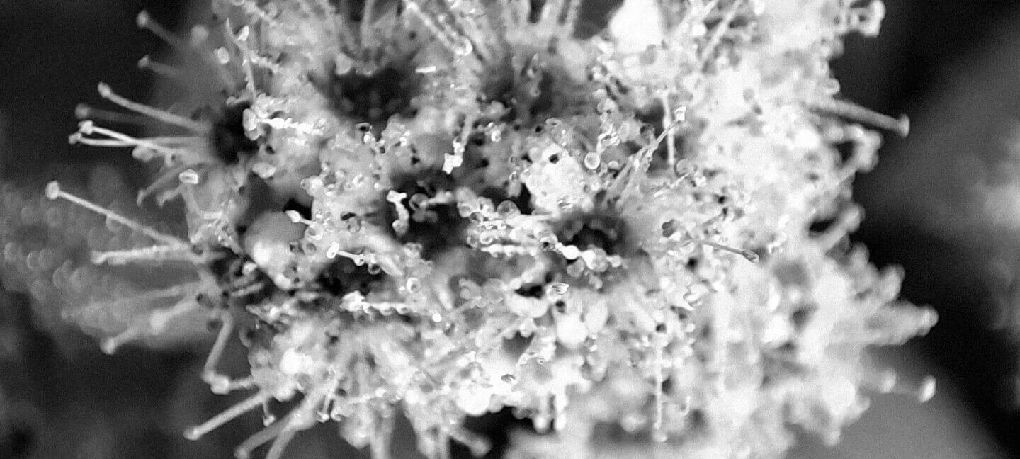 Květina macro záběr