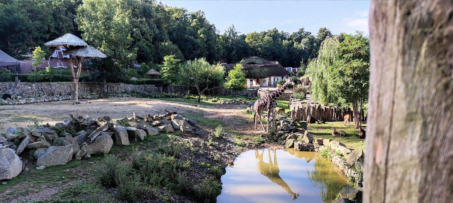 Žirafa v Zoo