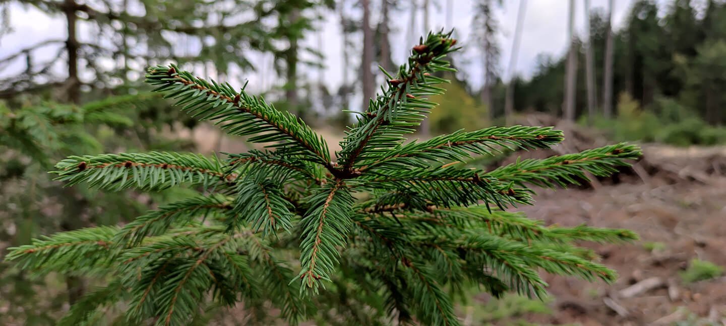 jehlicnata vetev