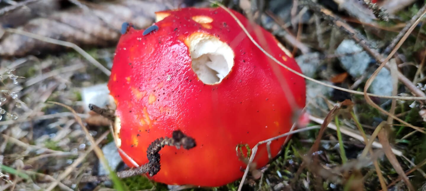 Mochomůrka